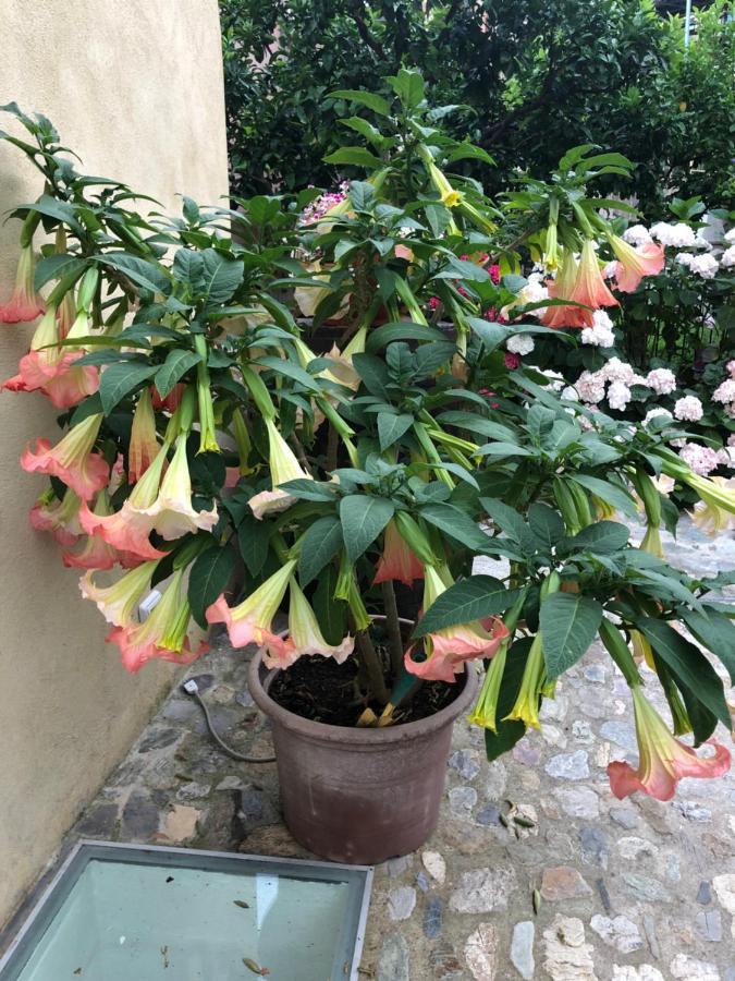 B&B Ca' Du Brigidin Tovo San Giacomo Buitenkant foto